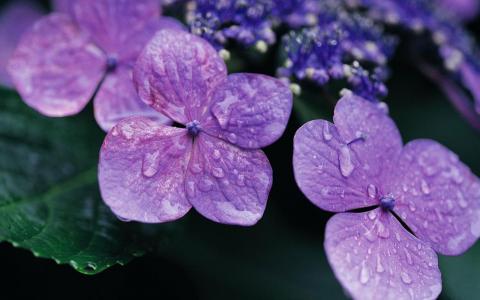 紫罗兰花