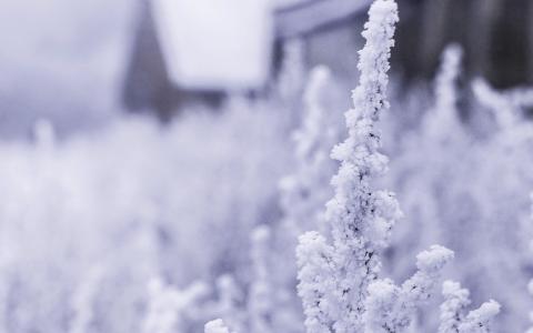 雪，白色，冬天，花，青