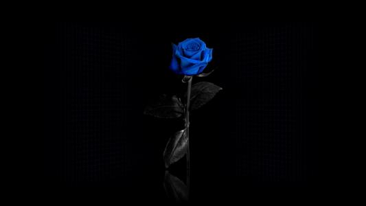 蓝玫瑰壁纸1080p
