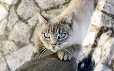 猫眼睛浅蓝色