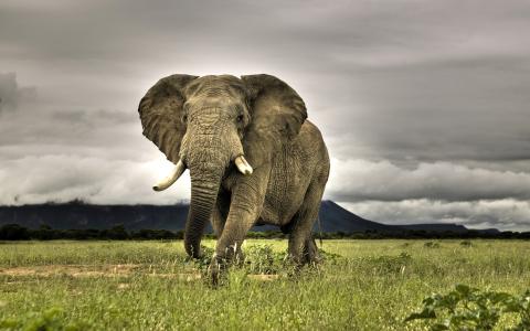 走在稀树草原的非洲大象