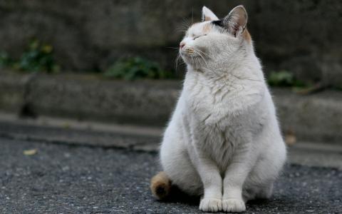 白色肥胖可爱的猫