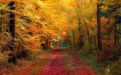 森林壁纸1280×800秋天