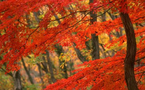 秋天壁纸红叶