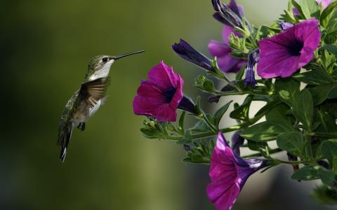 colibri花