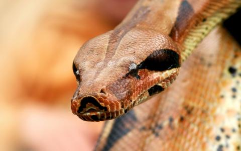 python图片