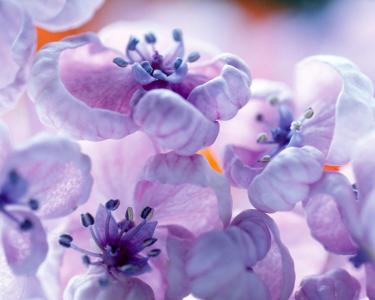 美丽的花朵紫罗兰