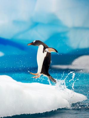 Gentoo企鹅南极洲手机壁纸