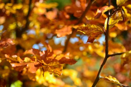 性质，叶子，茎，静脉，加粗，颜色，秋天，秋天，橙色，朱红色，散景