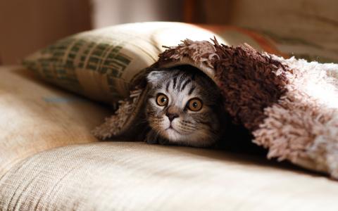 枕头，案例，毯子，猫，动物，宠物