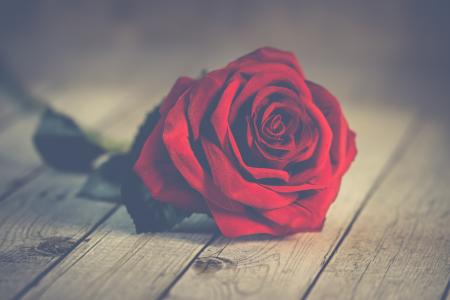 情人节，单，红色，玫瑰，花，情人，符号，爱，红玫瑰，红玫瑰，情人节