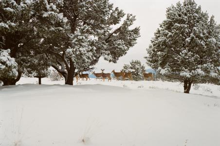 鹿，动物，雪，冬天，寒冷，树木，科罗拉多