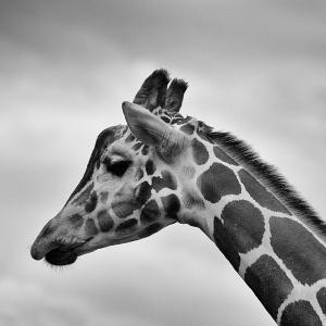 长颈鹿，动物，斑点，黑色和白色
