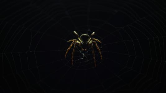 蜘蛛，昆虫，性质，网站，黑暗，户外，晚上