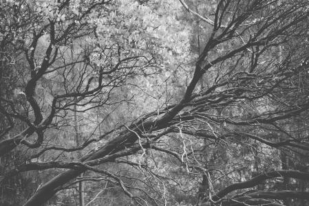 树木，树枝，树林，黑色和白色