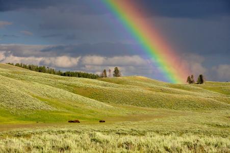 自然，景观，草原，平原，草，树，天空，云，地平线，彩虹，颜色