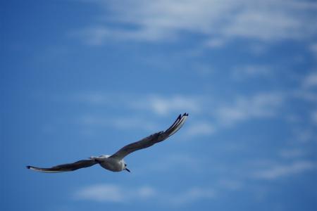 鸟，飞，自由，天空，蓝色，翅膀，云，动物