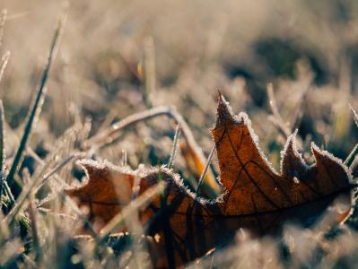 霜，寒冷，冬天，秋天，秋天，叶子，草，地面，自然，阳光