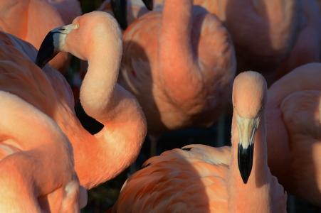 粉红色，火烈鸟，鸟，动物，喙