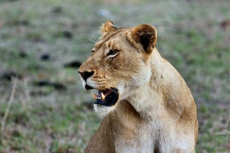动物，猫科动物，狮子，母狮，野生动物，牙齿，胡须，性质，草，散景