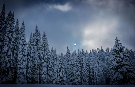 月亮，松树，树，云，天空，雪，雾，冬天，性质，黑暗，森林