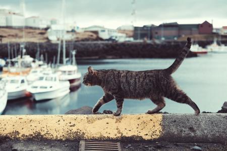 猫，宠物，动物，外面，海，水，海岸，小船，游艇，运输，旅行，模糊