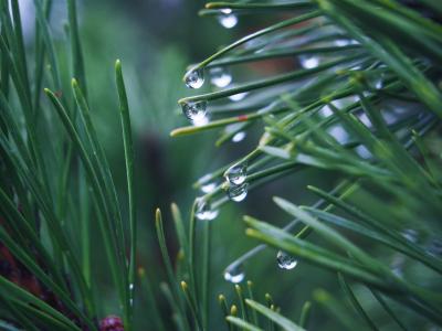 绿色，草，植物，下雨，雨滴，湿，自然