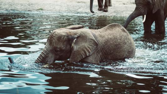 大象，哺乳动物，动物，水，湖，自然，野生动物