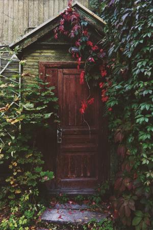 入口，门，木材，葡萄藤，叶子，花园，树木