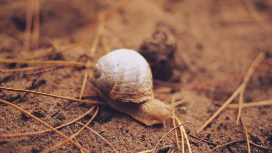 蜗牛，slu，，壳，泥土