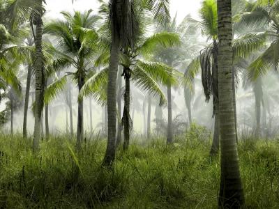 棕榈树，丛林，热带，绿色，草，性质