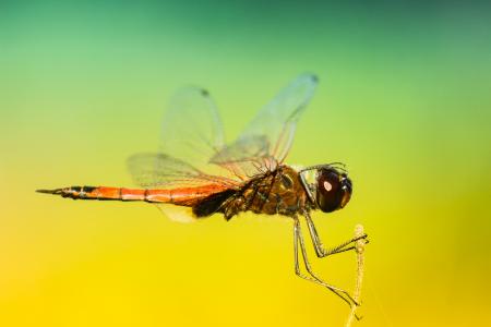昆虫，蜻蜓，翅膀，颜色，模式，渐变，仍然，散景