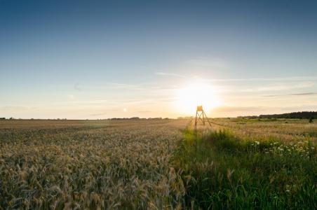 小麦，草，粮食，绿色，植物，领域，农业，农场，日出，阳光，阳光，天空