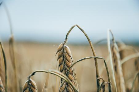 小麦，植物，田地，农作物，农场