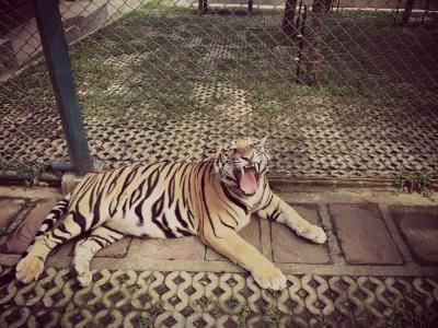 老虎，咆哮，动物，动物园，笼子