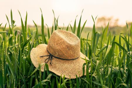 稻草，帽子，领域，草，夏天，性质，绿色