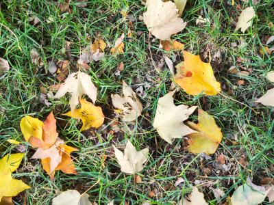 草，地面，叶子，叶子，秋天，秋天，性质