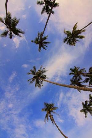 椰子，树，性质，植物，绿色，叶子，蓝色，天空，云