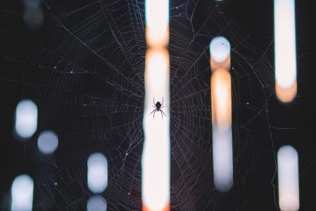 蜘蛛，网站，昆虫，散景