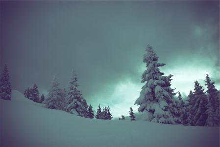 冬天，雪，树，黑暗，多云