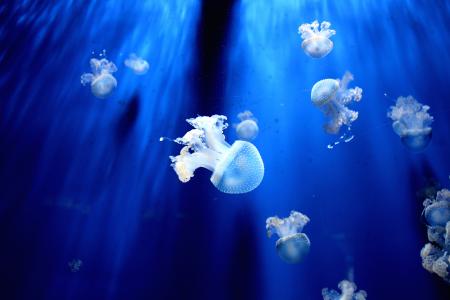 水母，水族馆，蓝色，水，海洋，水下，深，刺