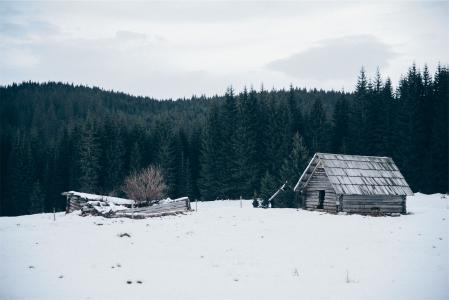 小屋，棚，冬季，雪，冷，树，森林，树林，性质