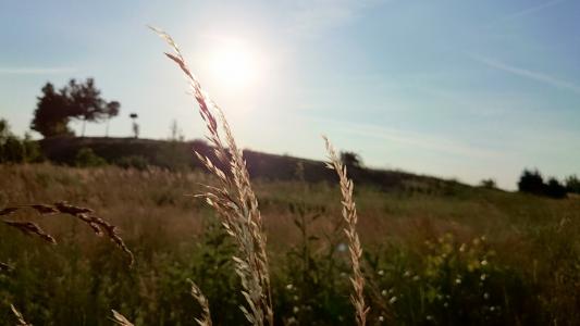 小麦，植物，田野，阳光，太阳光线，农村，国家
