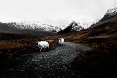自然，山，雪，阿尔卑斯山，地貌，动物，山羊