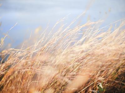 性质，小麦，场，粮食，草，收获，摇摆，天空，户外