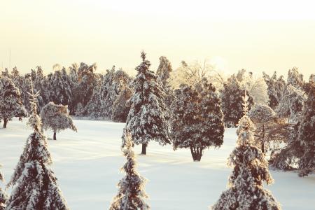冬天，雪，树木，寒冷，加拿大，魁北克，性质，户外