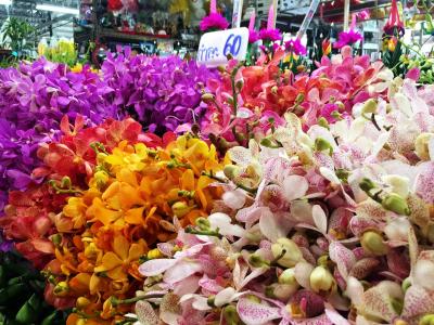 兰花，市场，鲜花，丰富多彩，多彩，花卉市场