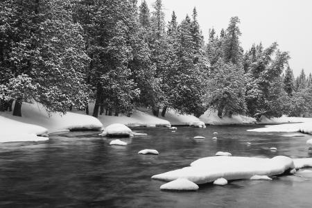河，水，雪，寒冷，冬天，树，森林，树林，户外，自然，黑色和白色