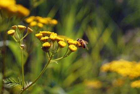 大黄蜂，昆虫，花蜜，鲜花