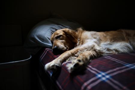 狗，金毛猎犬，动物，床，睡觉，累了